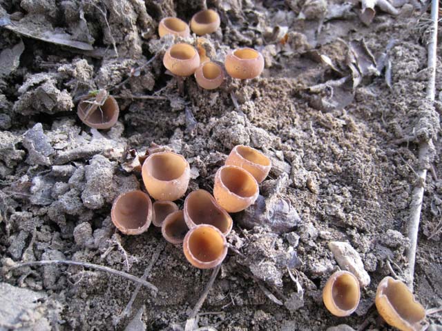 Quando i funghi sono latitanti....